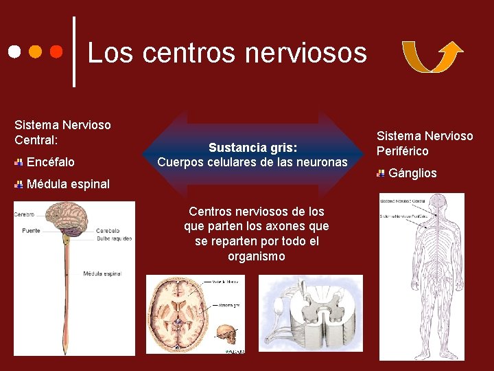 Los centros nerviosos Sistema Nervioso Central: Encéfalo Sustancia gris: Cuerpos celulares de las neuronas