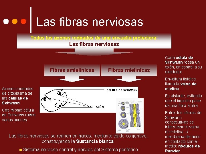 Las fibras nerviosas Todos los axones rodeados de una envuelta protectora: Las fibras nerviosas