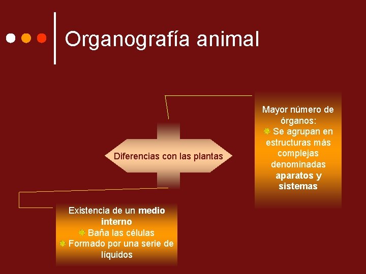 Organografía animal Diferencias con las plantas Existencia de un medio interno Baña las células