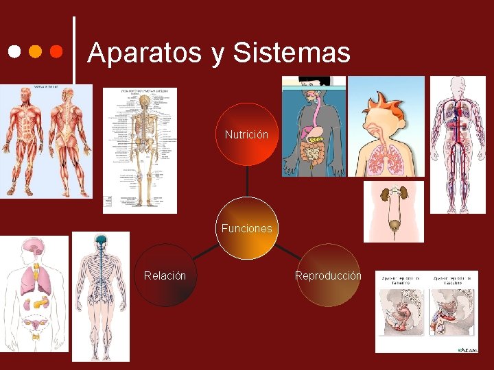 Aparatos y Sistemas Nutrición Funciones Relación Reproducción 