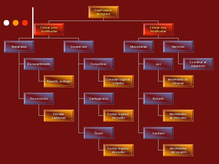 Clasificación de tejidos Células poco modificadas Células muy modificadas Conectivos Epiteliales De revestimiento Musculares