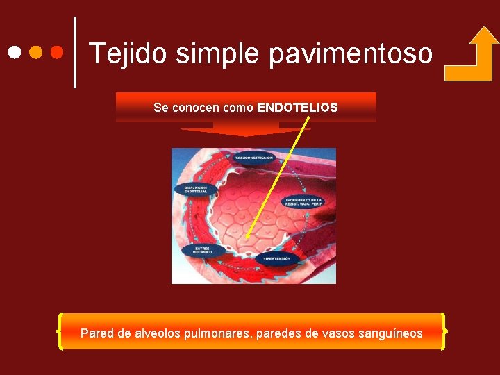 Tejido simple pavimentoso Se conocen como ENDOTELIOS Pared de alveolos pulmonares, paredes de vasos