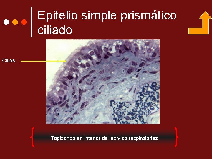 Epitelio simple prismático ciliado Cilios Tapizando en interior de las vías respiratorias 