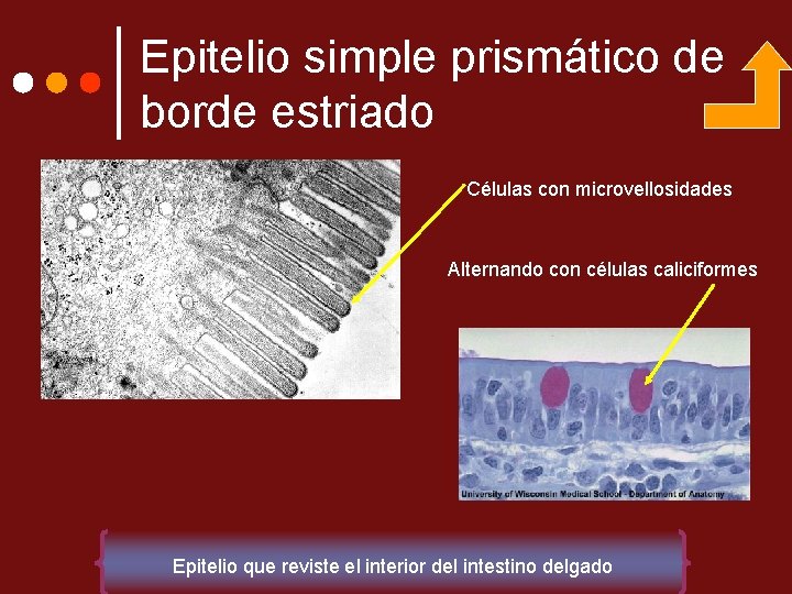 Epitelio simple prismático de borde estriado Células con microvellosidades Alternando con células caliciformes Epitelio