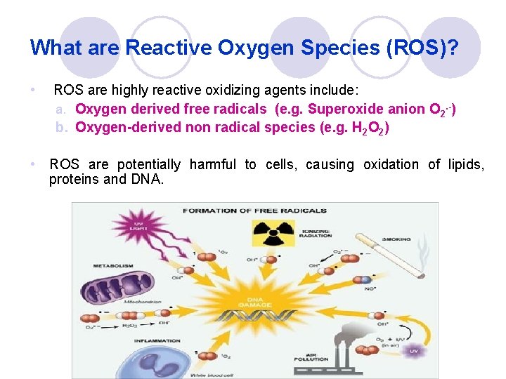 What are Reactive Oxygen Species (ROS)? • ROS are highly reactive oxidizing agents include: