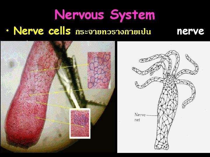 Nervous System • Nerve cells กระจายทวรางกายเปน net nerve 