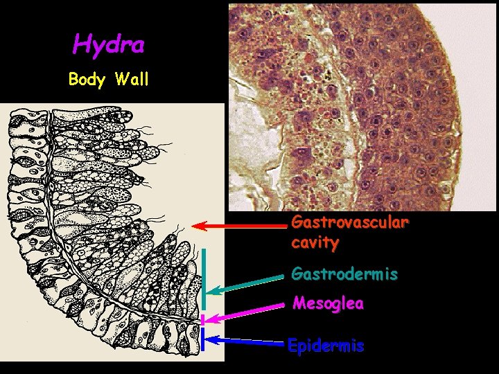 Hydra Body Wall Gastrovascular cavity Gastrodermis Mesoglea Epidermis 