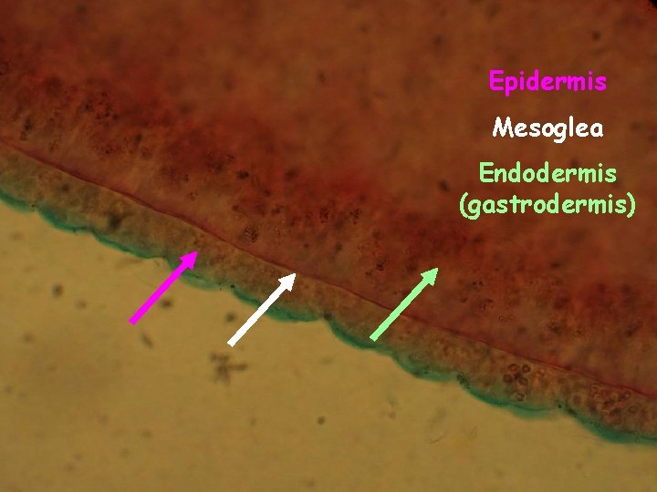 Epidermis Mesoglea Endodermis (gastrodermis) 