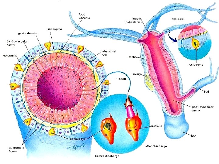 (hypostome) 