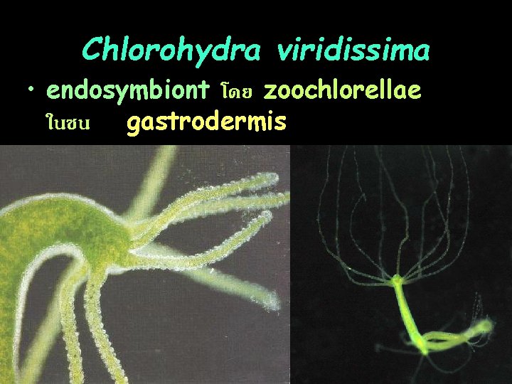 Chlorohydra viridissima • endosymbiont โดย zoochlorellae ในชน gastrodermis 