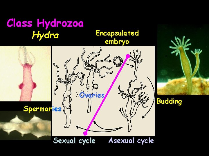 Class Hydrozoa Hydra Encapsulated embryo Ovaries Budding Spermaries Sexual cycle Asexual cycle 