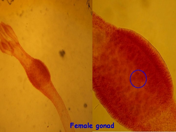 Female gonad 
