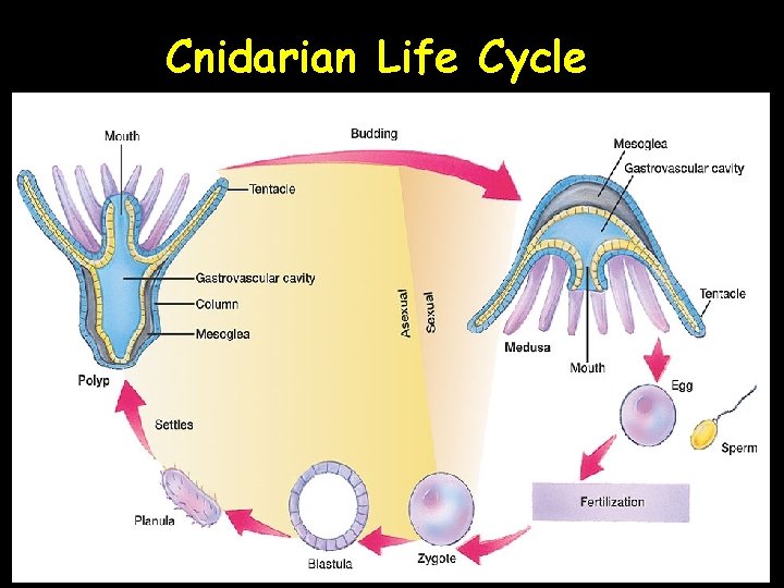 Cnidarian Life Cycle 