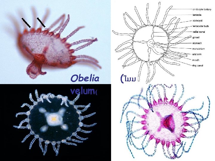 Obelia velum( (ไมม 