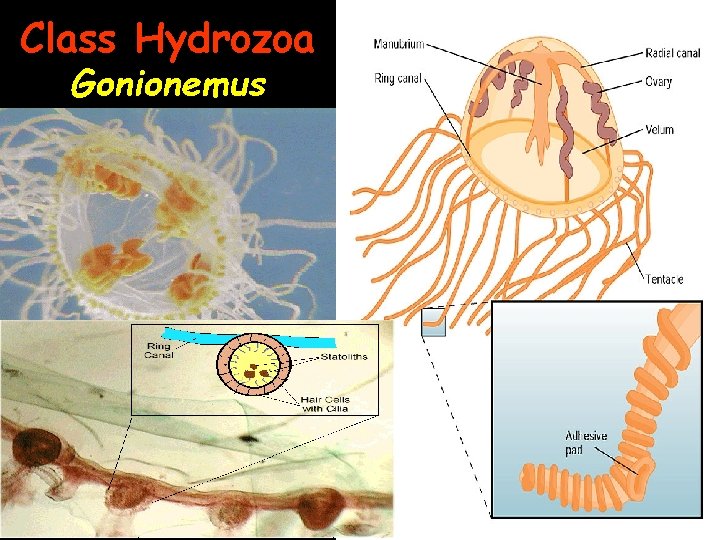 Class Hydrozoa Gonionemus 