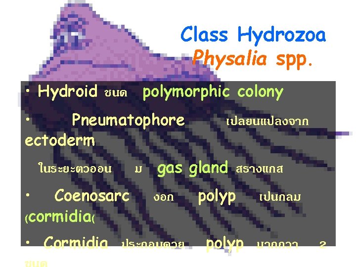 Class Hydrozoa Physalia spp. • Hydroid ชนด polymorphic colony • Pneumatophore ectoderm ในระยะตวออน •