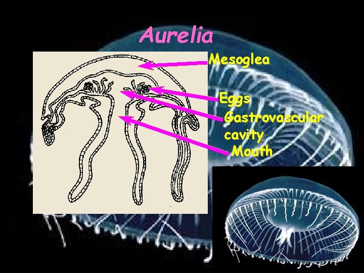 Aurelia Mesoglea Eggs Gastrovascular cavity Mouth 