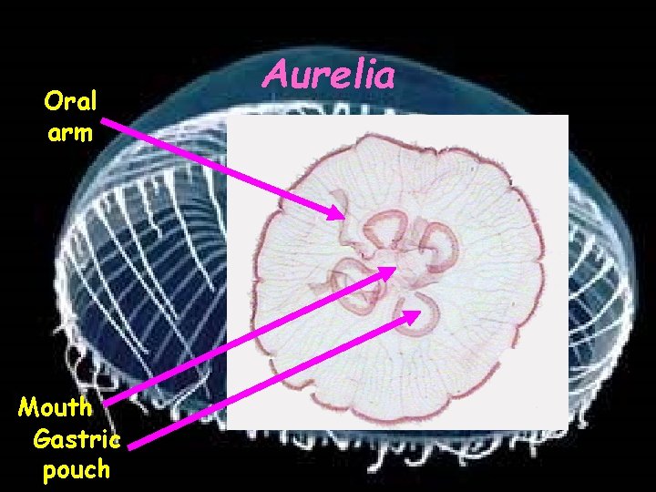 Oral arm Mouth Gastric pouch Aurelia 