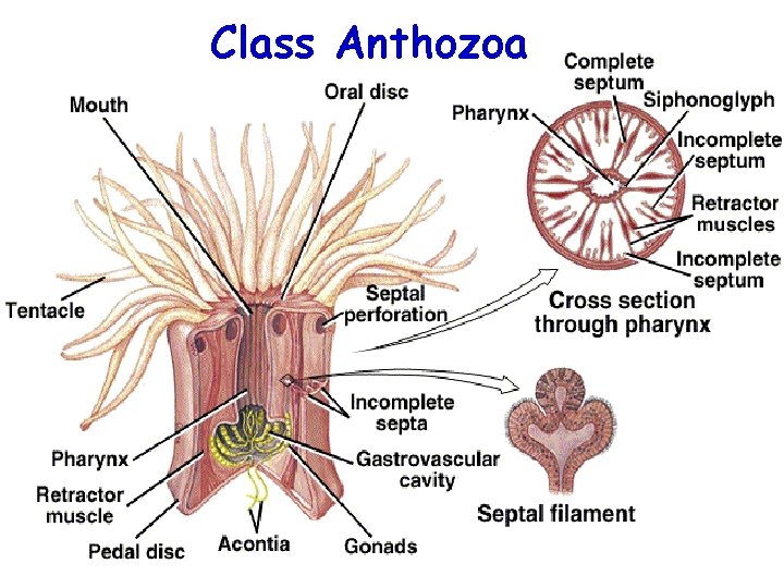 Class Anthozoa 