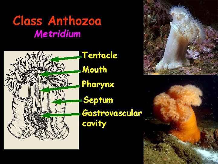 Class Anthozoa Metridium Tentacle Mouth Pharynx Septum Gastrovascular cavity 