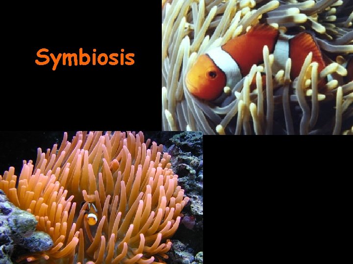 Symbiosis 