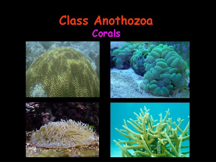 Class Anothozoa Corals 