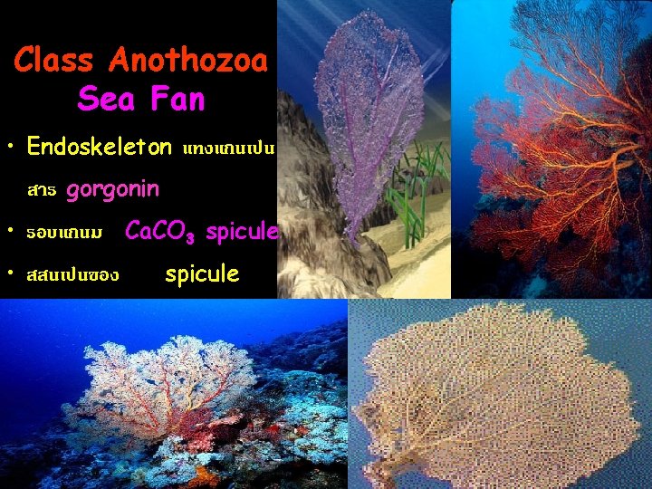 Class Anothozoa Sea Fan • Endoskeleton แทงแกนเปน สาร gorgonin • รอบแกนม Ca. CO 3