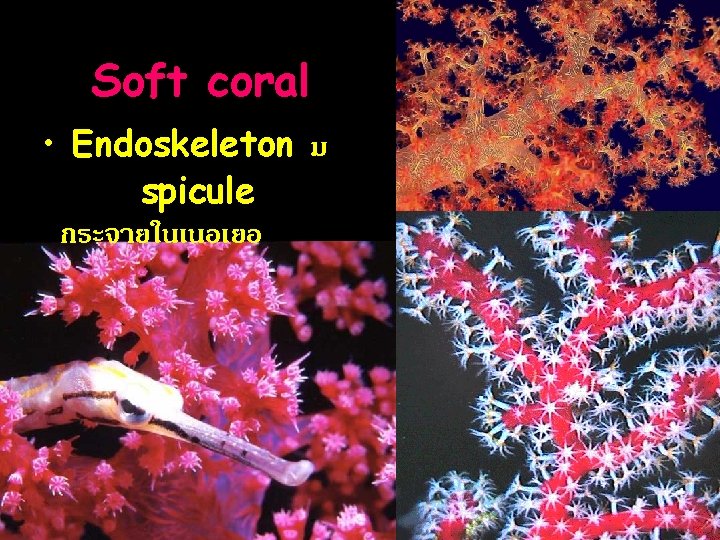 Soft coral • Endoskeleton ม spicule กระจายในเนอเยอ 