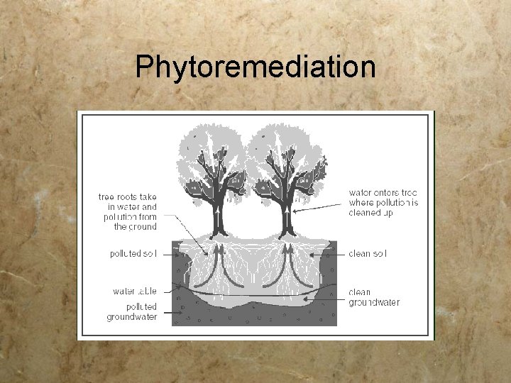 Phytoremediation 