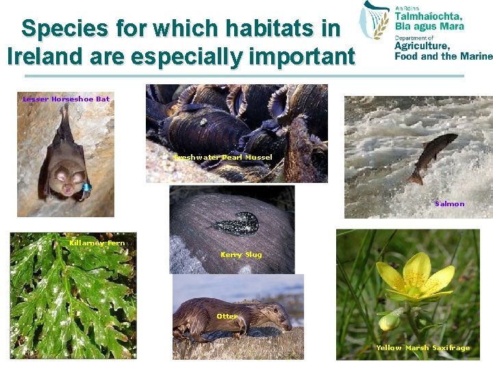 Species for which habitats in Ireland are especially important Lesser Horseshoe Bat Freshwater Pearl