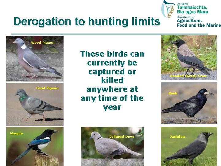 Derogation to hunting limits Wood Pigeon Feral Pigeon Magpie These birds can currently be