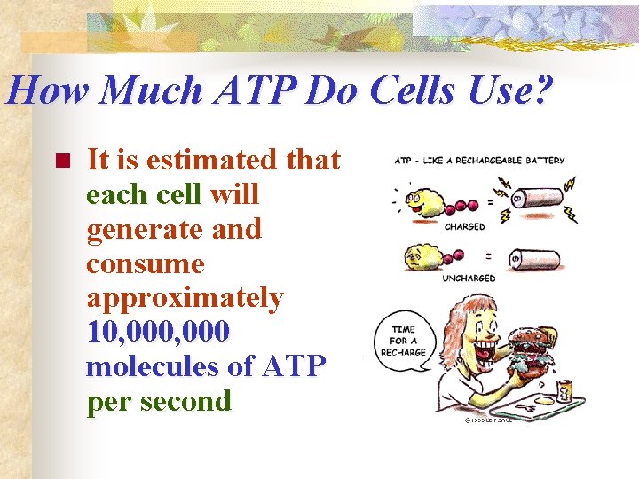 How Much ATP Do Cells Use? n It is estimated that each cell will