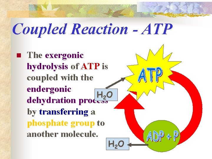 Coupled Reaction - ATP n The exergonic hydrolysis of ATP is coupled with the