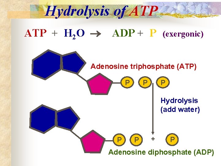 Hydrolysis of ATP + H 2 O ADP + P (exergonic) Adenosine triphosphate (ATP)