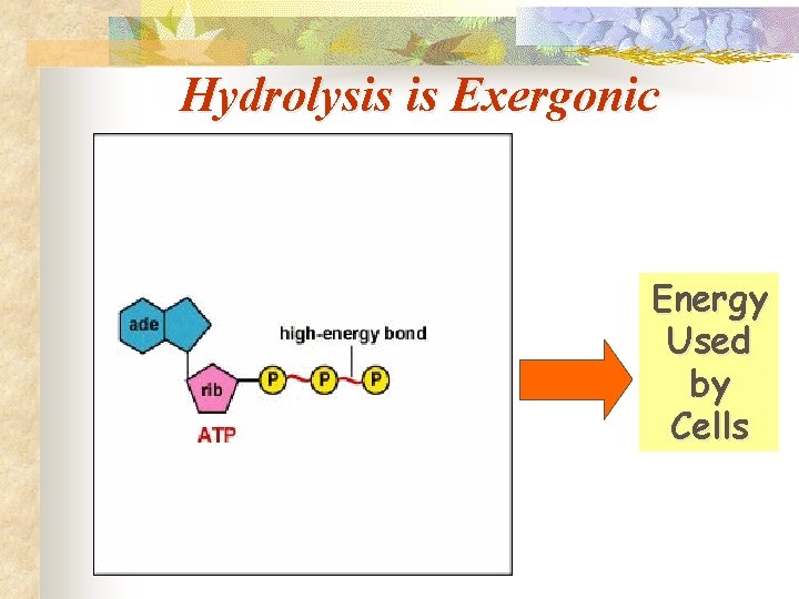 Hydrolysis is Exergonic Energy Used by Cells 