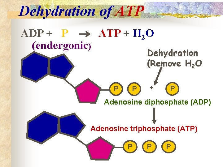 Dehydration of ATP ADP + P ATP + H 2 O (endergonic) Dehydration (Remove