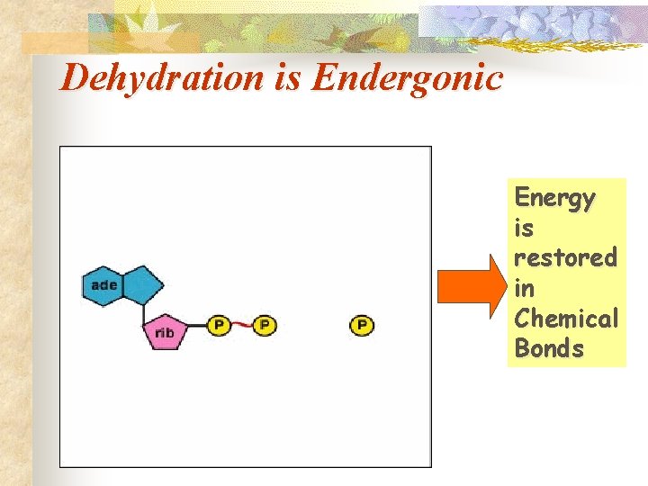 Dehydration is Endergonic Energy is restored in Chemical Bonds 