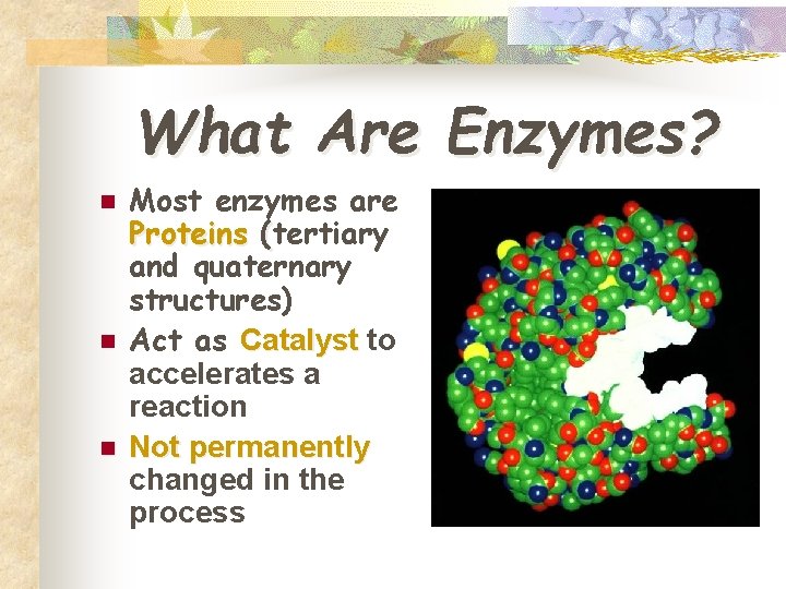 What Are Enzymes? n n n Most enzymes are Proteins (tertiary and quaternary structures)