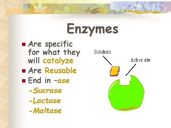 Enzymes Are specific for what they will catalyze n Are Reusable n End in