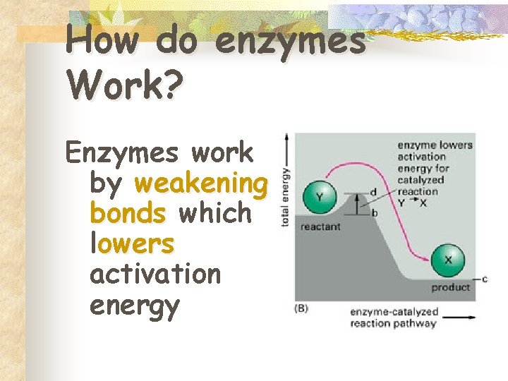 How do enzymes Work? Enzymes work by weakening bonds which lowers activation energy 