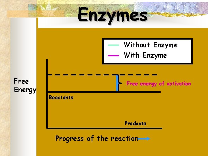 Enzymes Without Enzyme With Enzyme Free Energy Free energy of activation Reactants Products Progress