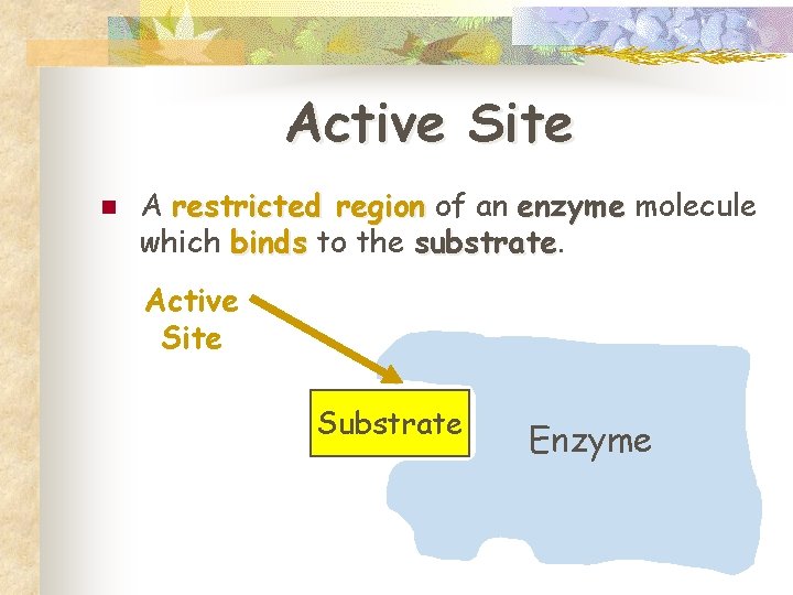 Active Site n A restricted region of an enzyme molecule which binds to the