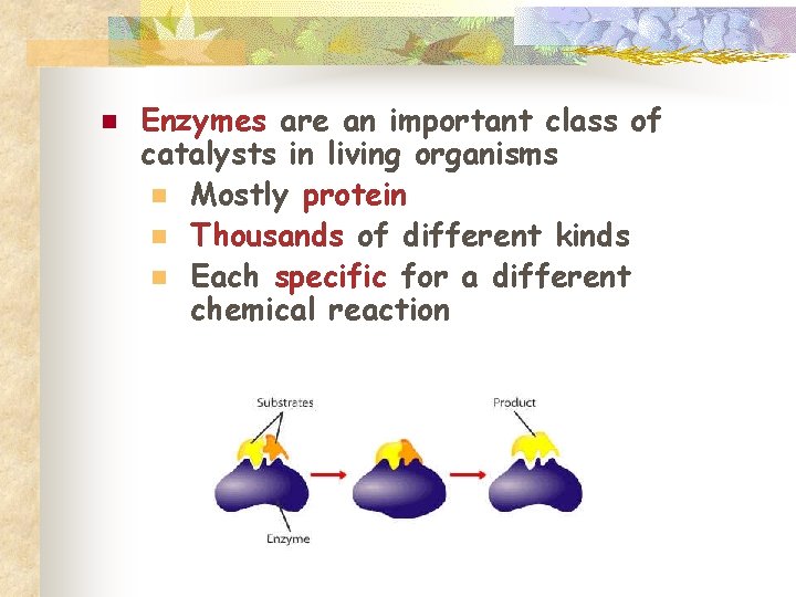 n Enzymes are an important class of catalysts in living organisms n Mostly protein