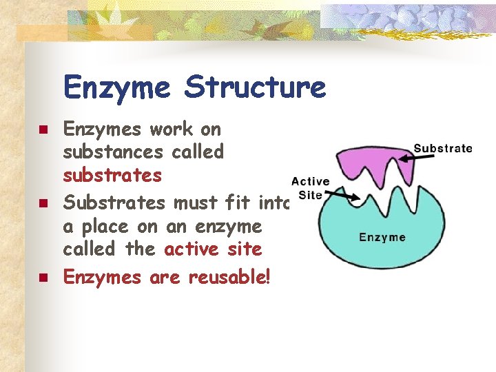 Enzyme Structure n n n Enzymes work on substances called substrates Substrates must fit