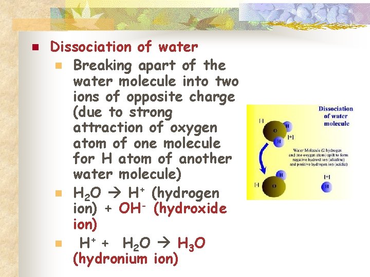 n Dissociation of water n Breaking apart of the water molecule into two ions