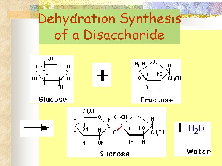 Dehydration Synthesis of a Disaccharide 