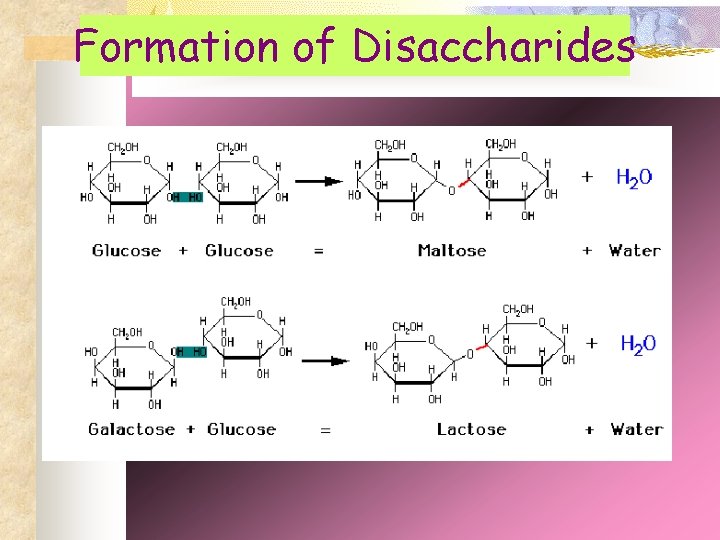 Formation of Disaccharides 
