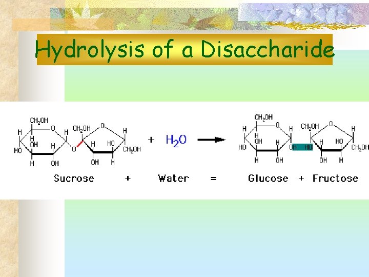 Hydrolysis of a Disaccharide 