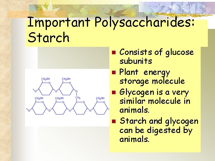 Important Polysaccharides: Starch n n Consists of glucose subunits Plant energy storage molecule Glycogen
