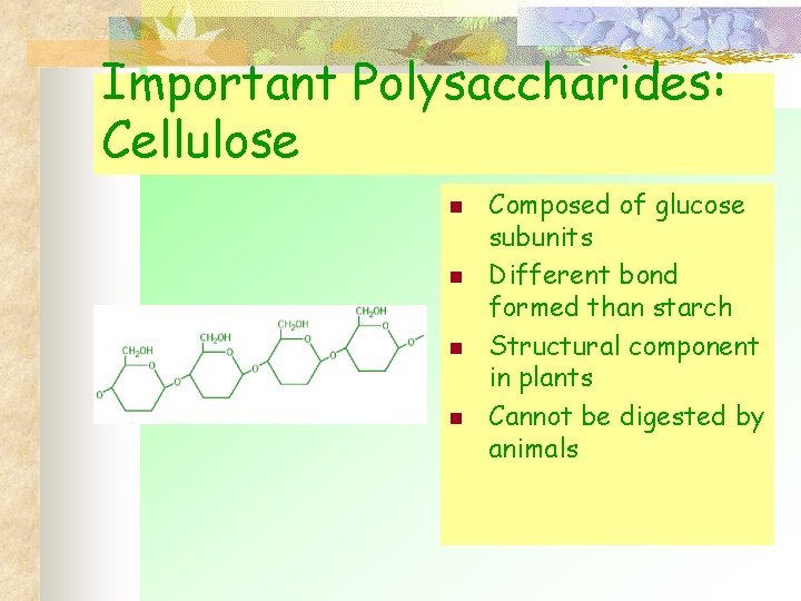 Important Polysaccharides: Cellulose n n Composed of glucose subunits Different bond formed than starch